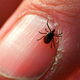 An adult deer tick at Connetquot State Park in Oakdale, New York on December 27, 2011.